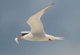 Image of Common Tern