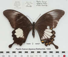 Image of Canopus Swallowtail