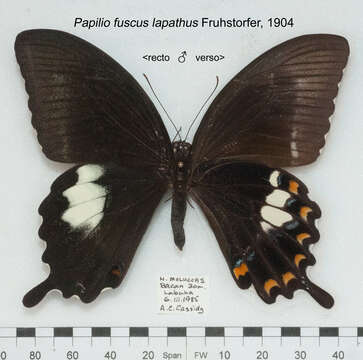 Image of Canopus Swallowtail