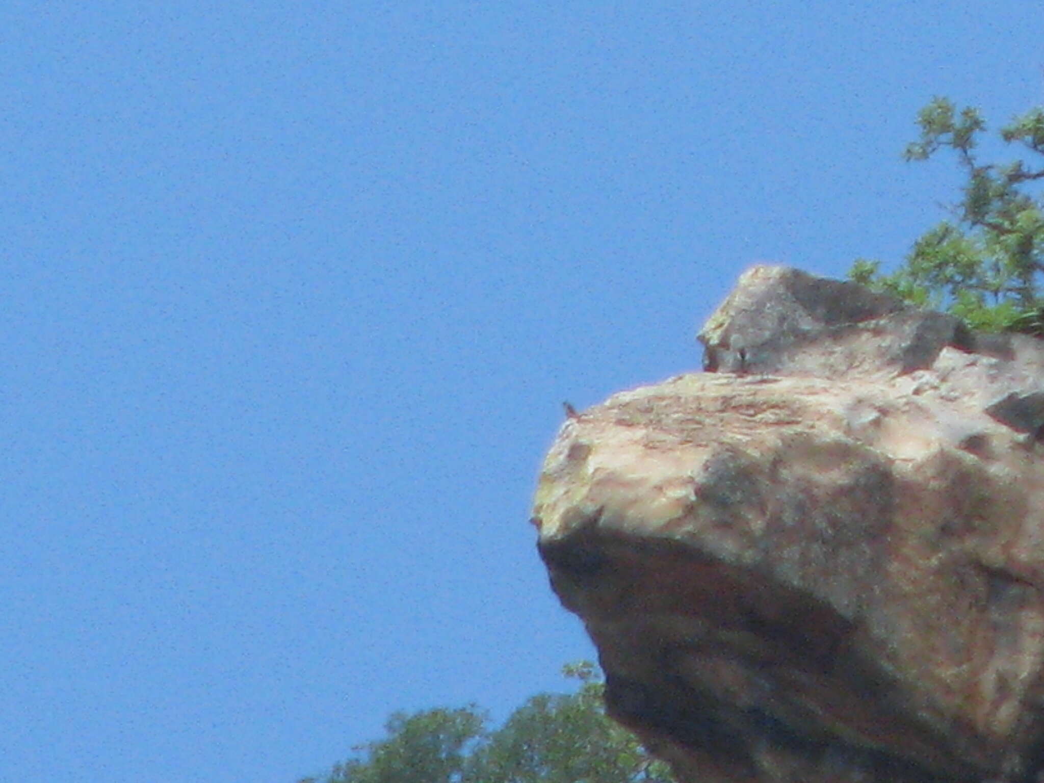 Image of Taita Falcon