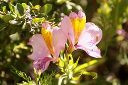 Image of Alstroemeria exserens Meyen