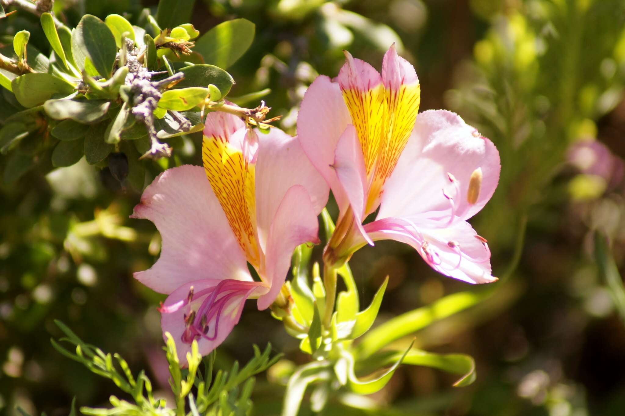 Image of Alstroemeria exserens Meyen