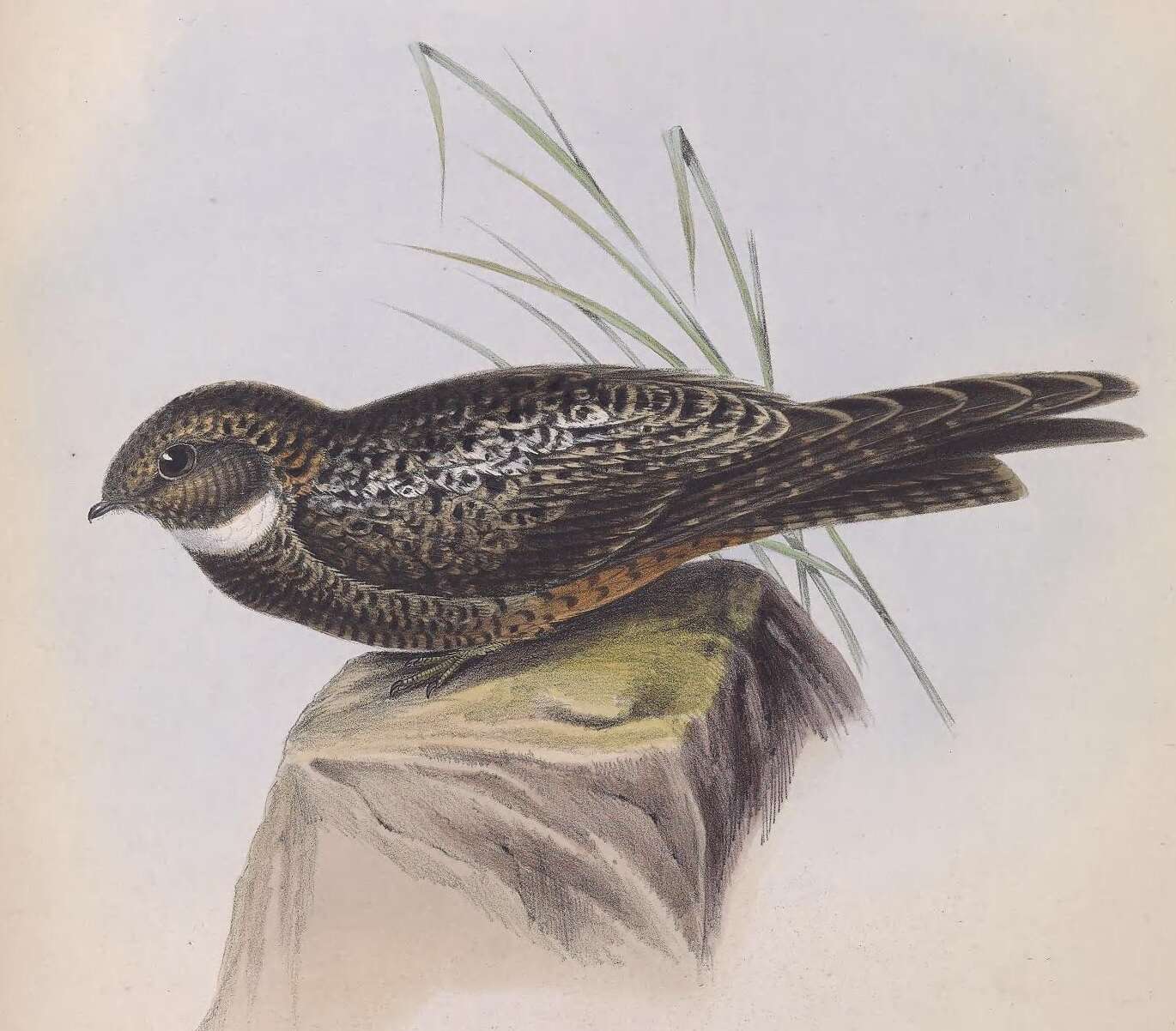 Image of Lurocalis Cassin 1851