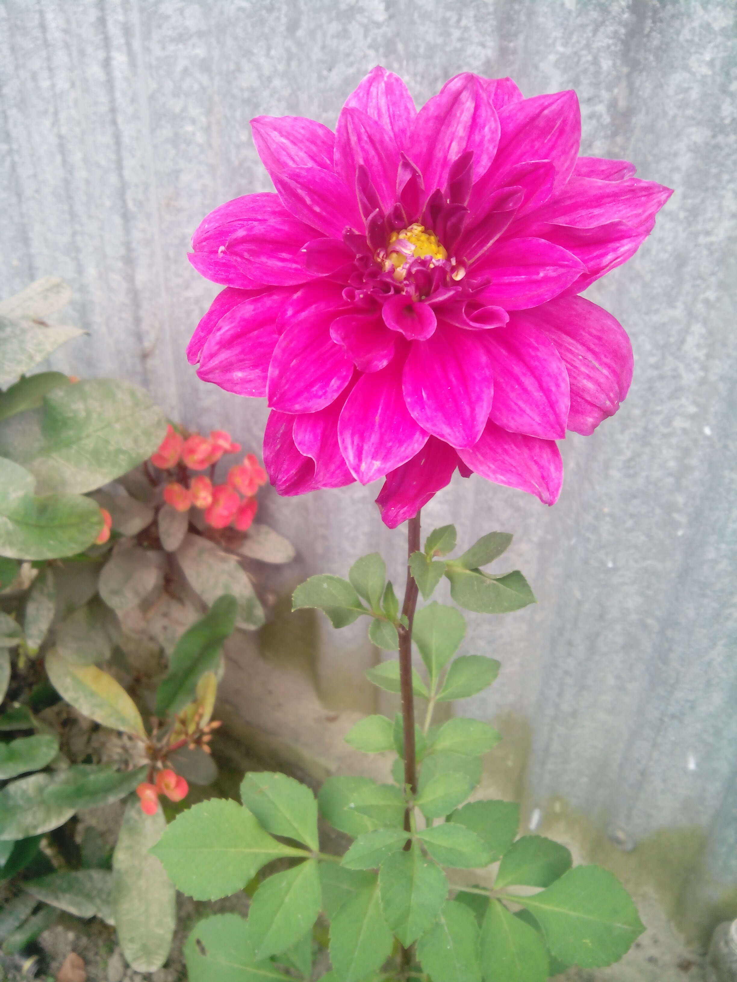 Image of pinnate dahlia