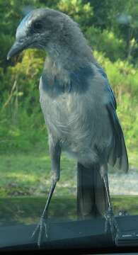 Image of Florida Jay