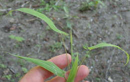 Plancia ëd Setaria sagittifolia (A. Rich.) Walp.