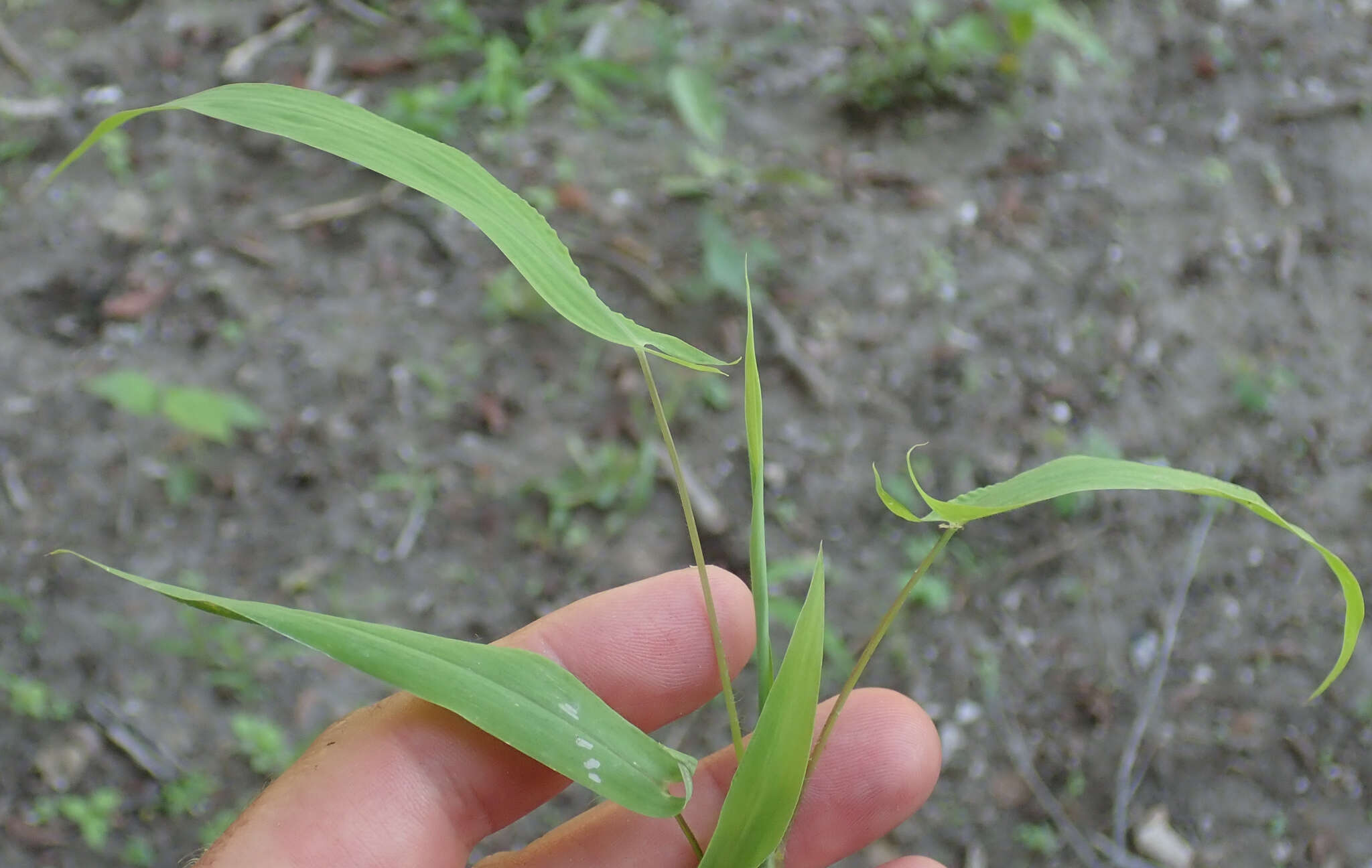 Plancia ëd Setaria sagittifolia (A. Rich.) Walp.