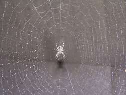 Image of Garden spider