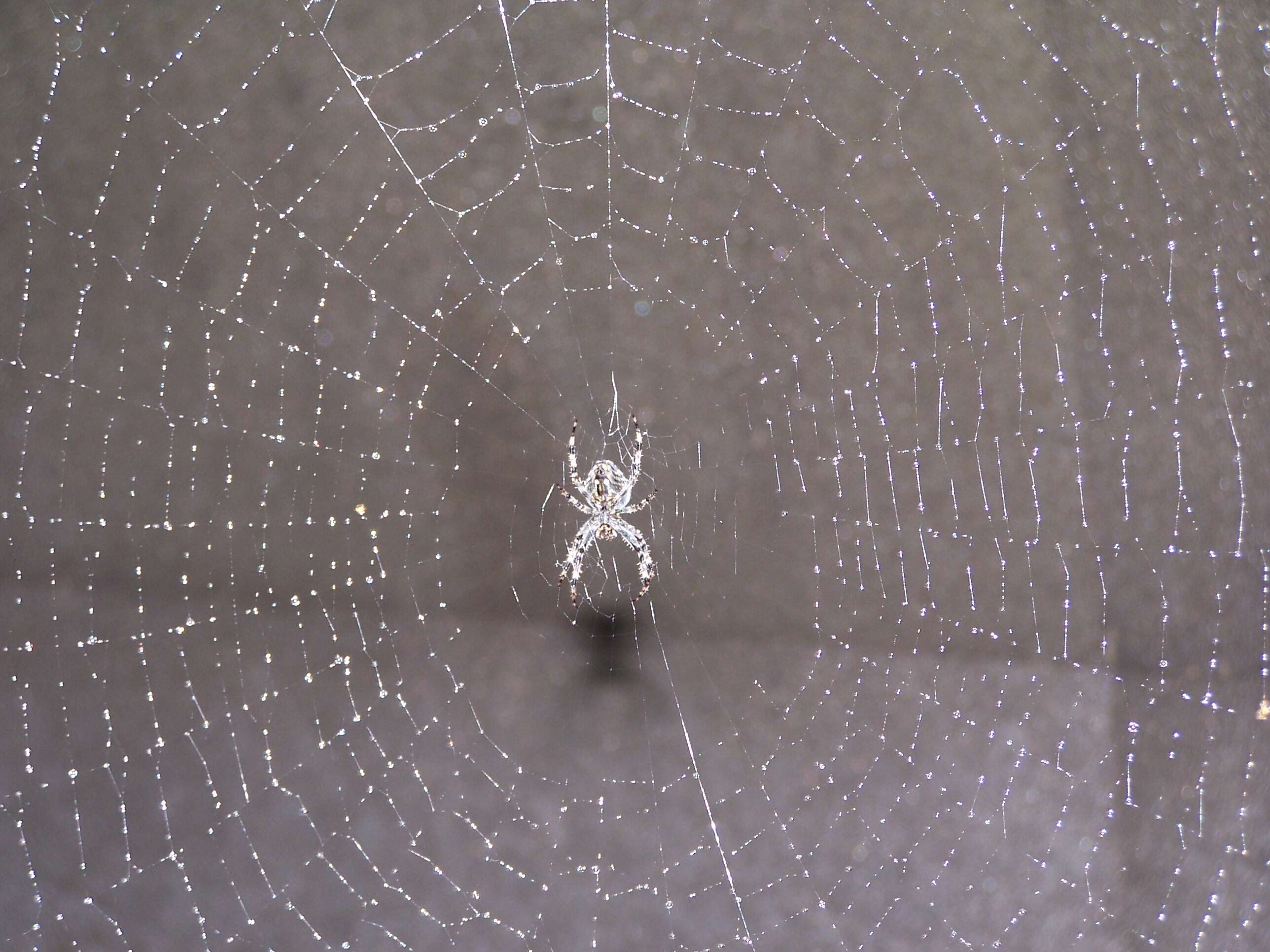 Image of Garden spider