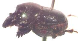 Слика од Onthophagus batesi Howden & Cartwright 1963