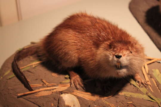 Image of muskrat