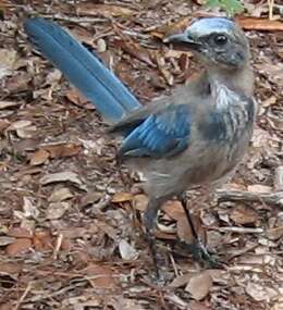 Image of Florida Jay