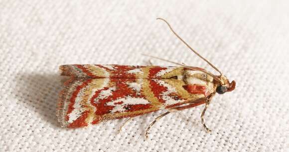 Image of Acrobasis porphyrella Duponchel 1836