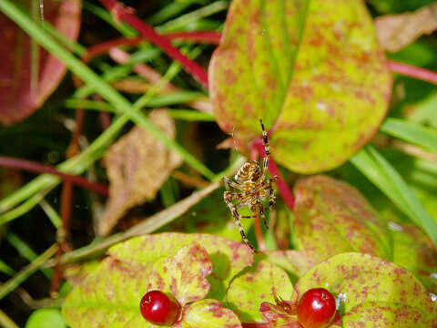 Image of Garden spider