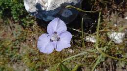 Image of Moraea calcicola Goldblatt