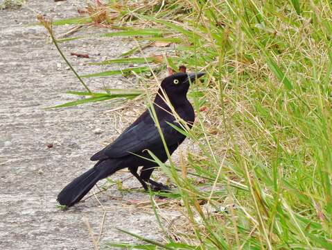 Image of Carib Grackle