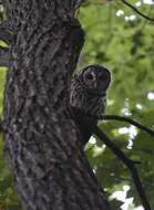 Image of Barred Owl