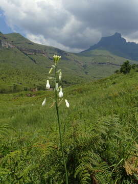 Image of Ornithogalum candicans (Baker) J. C. Manning & Goldblatt