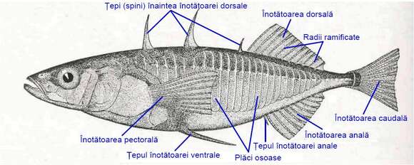 Imagem de Gasterosteus