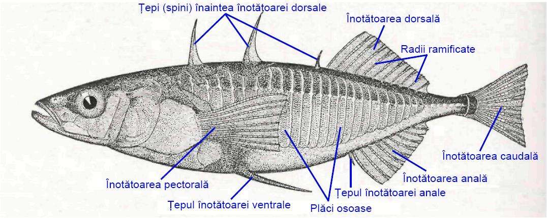 Image of Gasterosteus