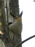 Image de Melanerpes Swainson 1832