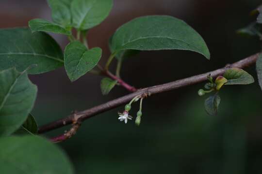 Imagem de Fuchsia encliandra subsp. tetradactyla (Lindl.) Breedlove