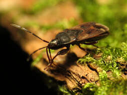 Image of Eremocoris ferus (Say & T. 1831)