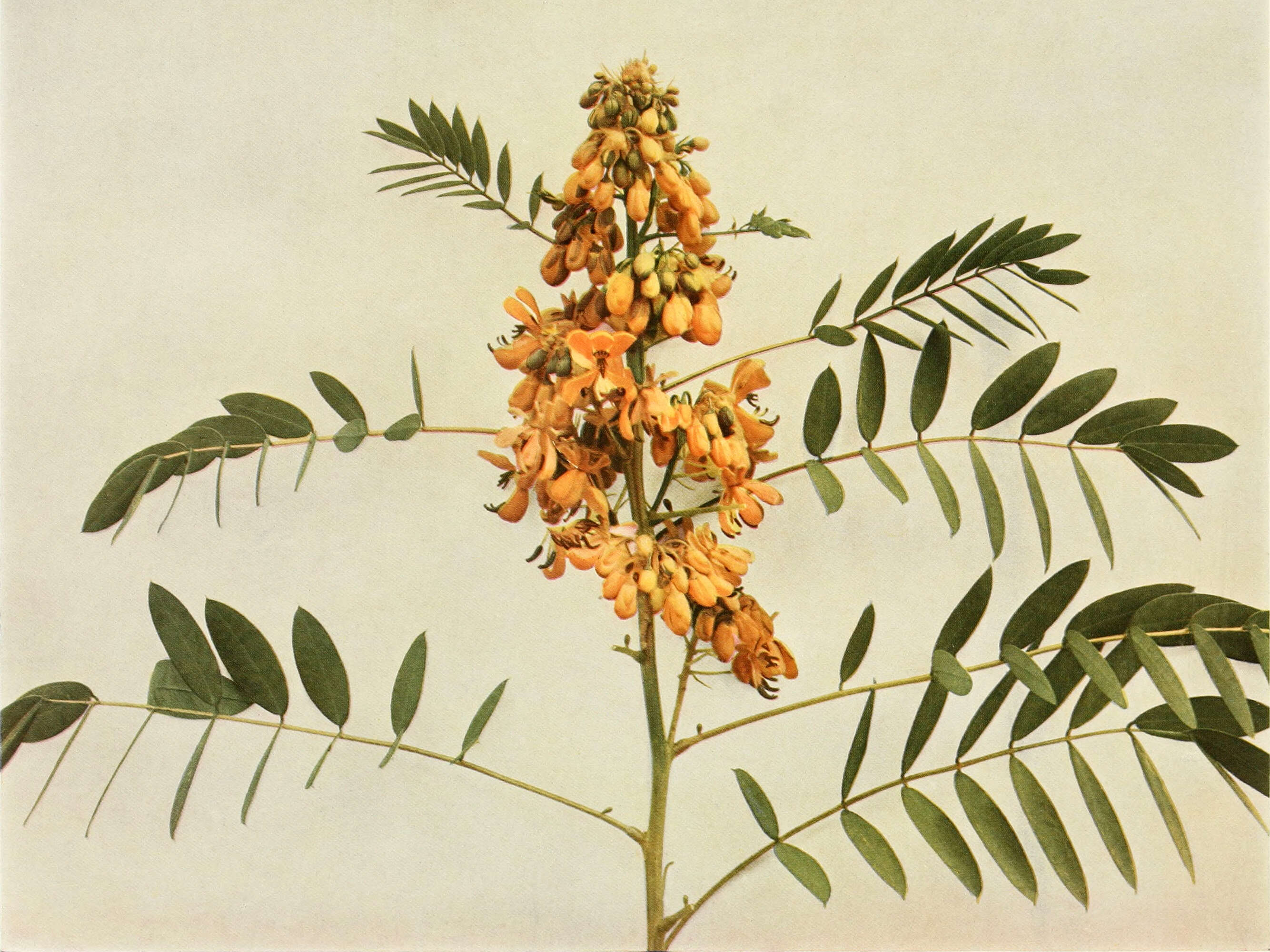 Image of American senna