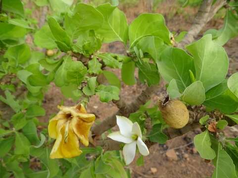 Image of Gardenia erubescens Stapf & Hutch.