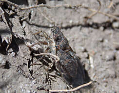 Image of Tympanoterpes cordubensis Berg 1884