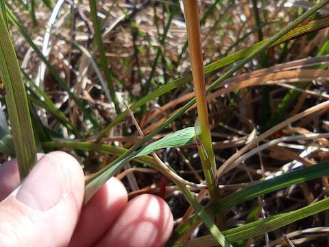 Plancia ëd Arctagrostis