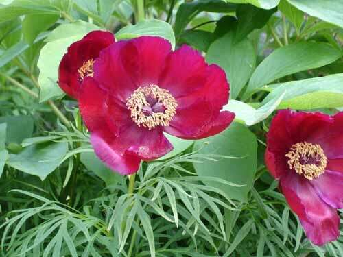 Image of peony family