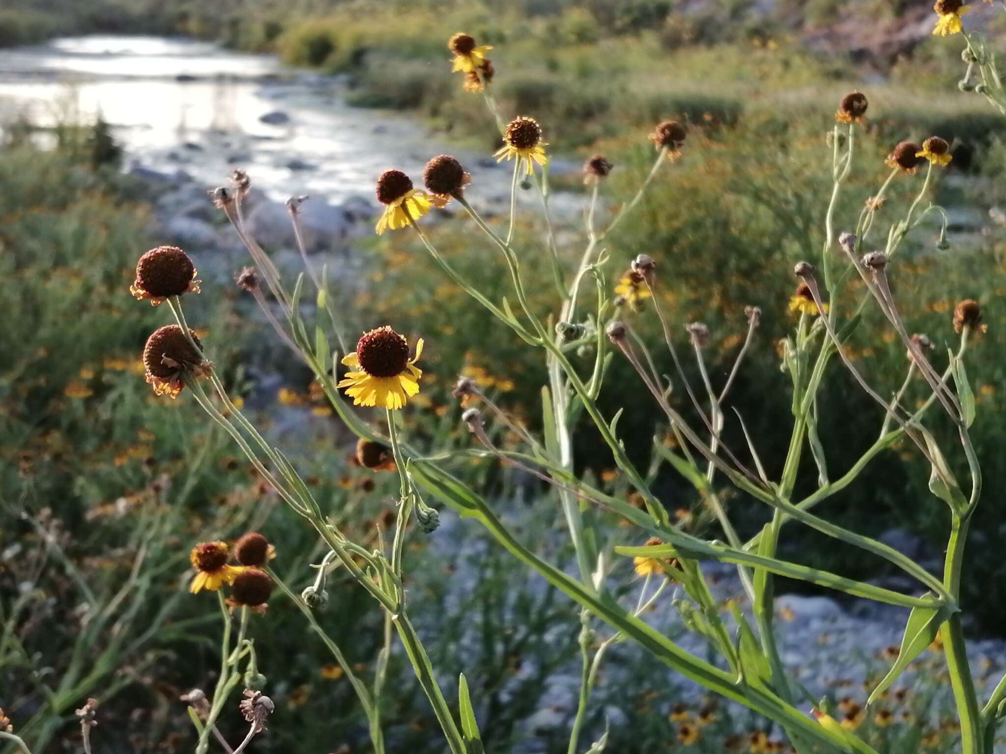 Plancia ëd Helenium microcephalum DC.