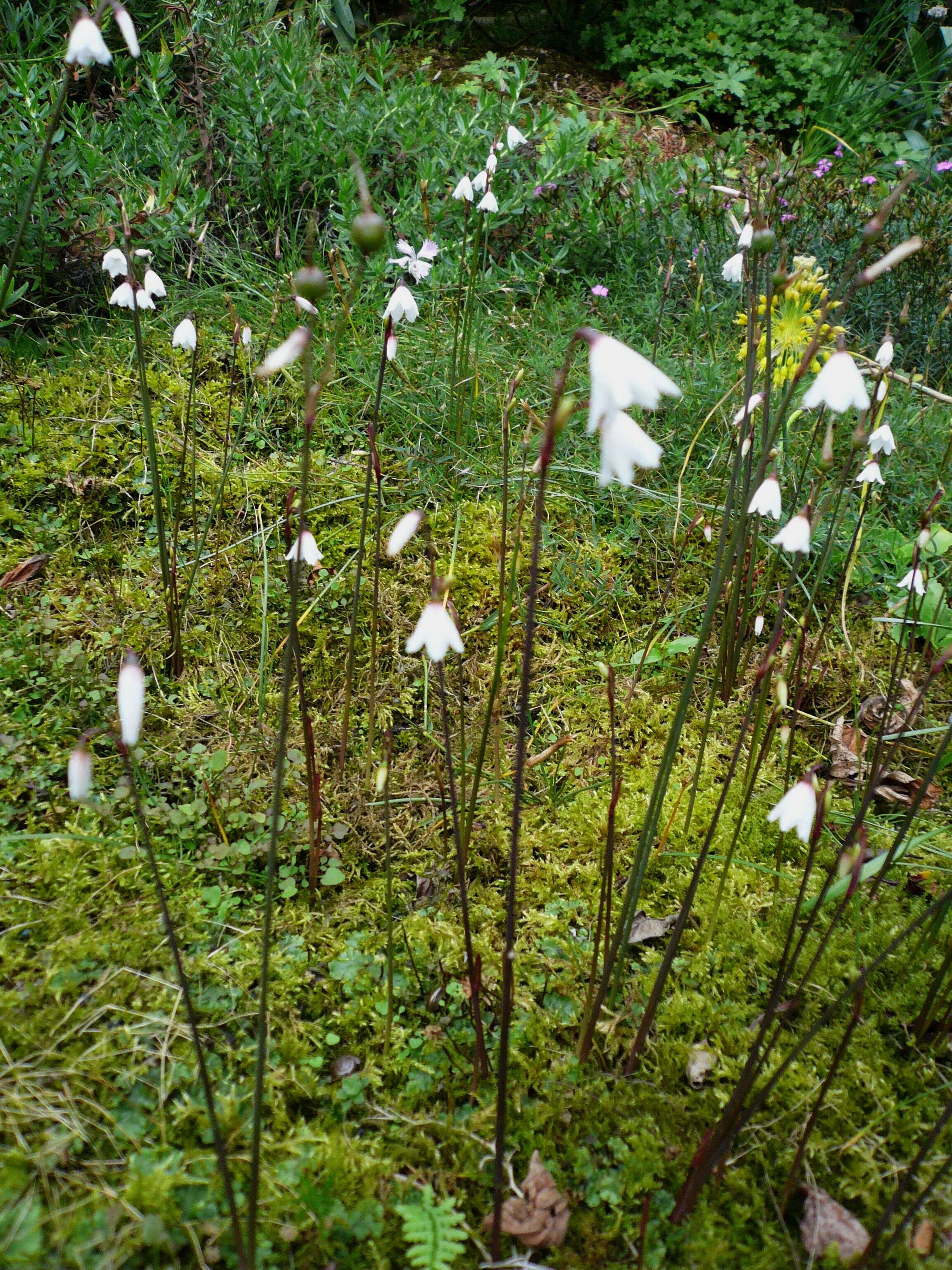 Слика од Acis autumnalis (L.) Sweet