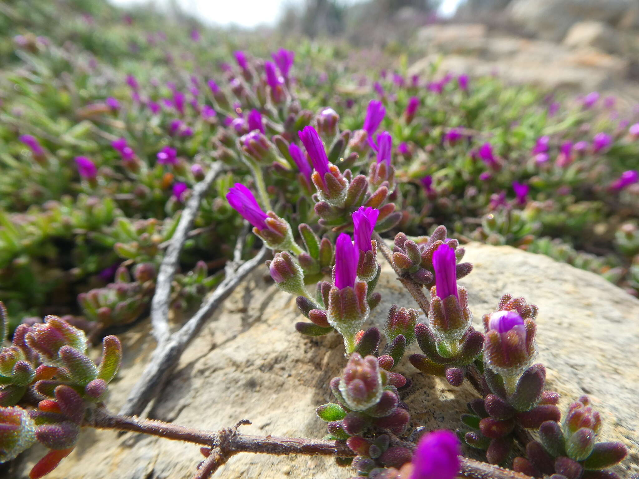 Imagem de Drosanthemum ambiguum L. Bol.