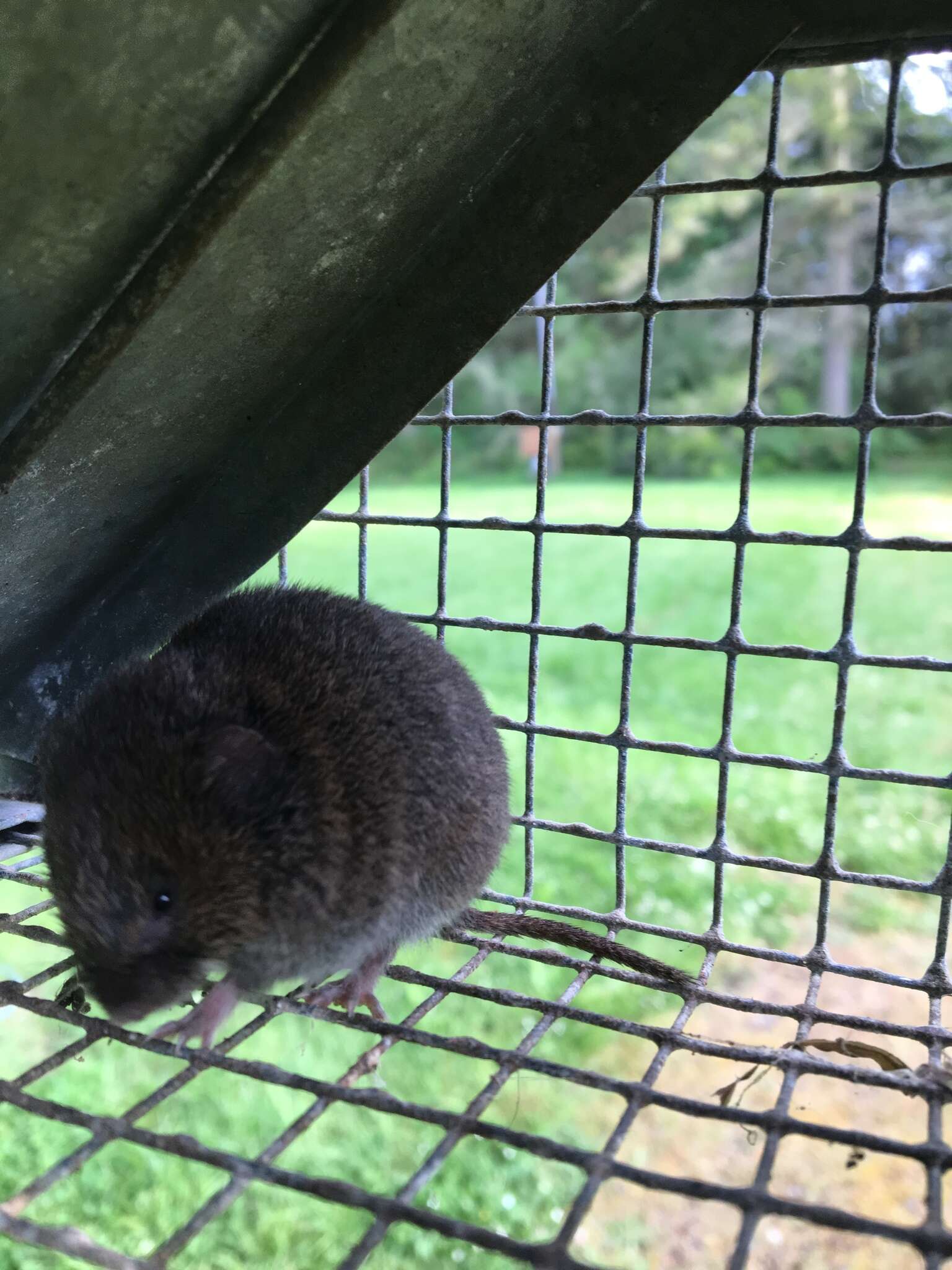 Image of Townsend's Vole