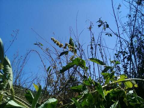 صورة Buddleja sessiliflora Kunth