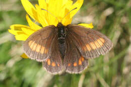 Image of Erebia pharte pharte