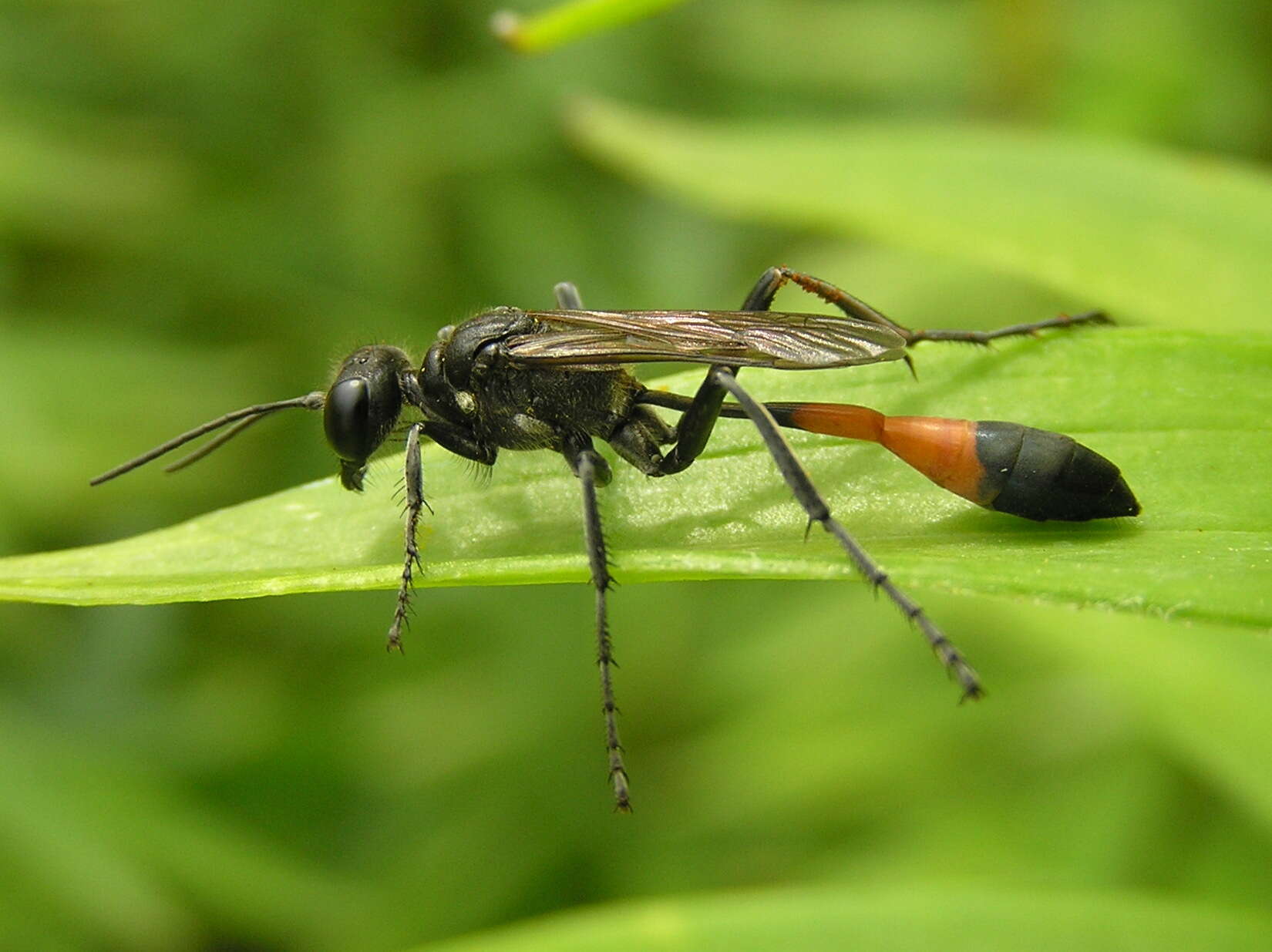 Image of Sphecini Latreille 1802