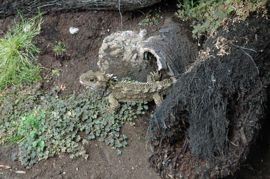 Image of Cook Strait Tuatara