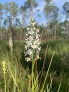 Image de Platanthera nivea (Nutt.) Luer