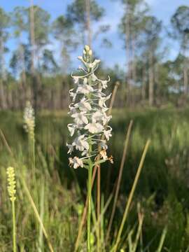 Image of Snowy orchid