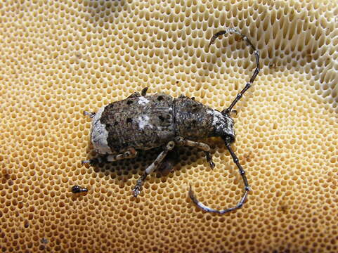 Image of fungus weevils