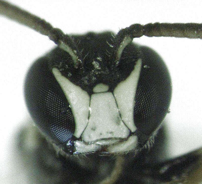 Image of Hylaeus perhumilis (Cockerell 1914)