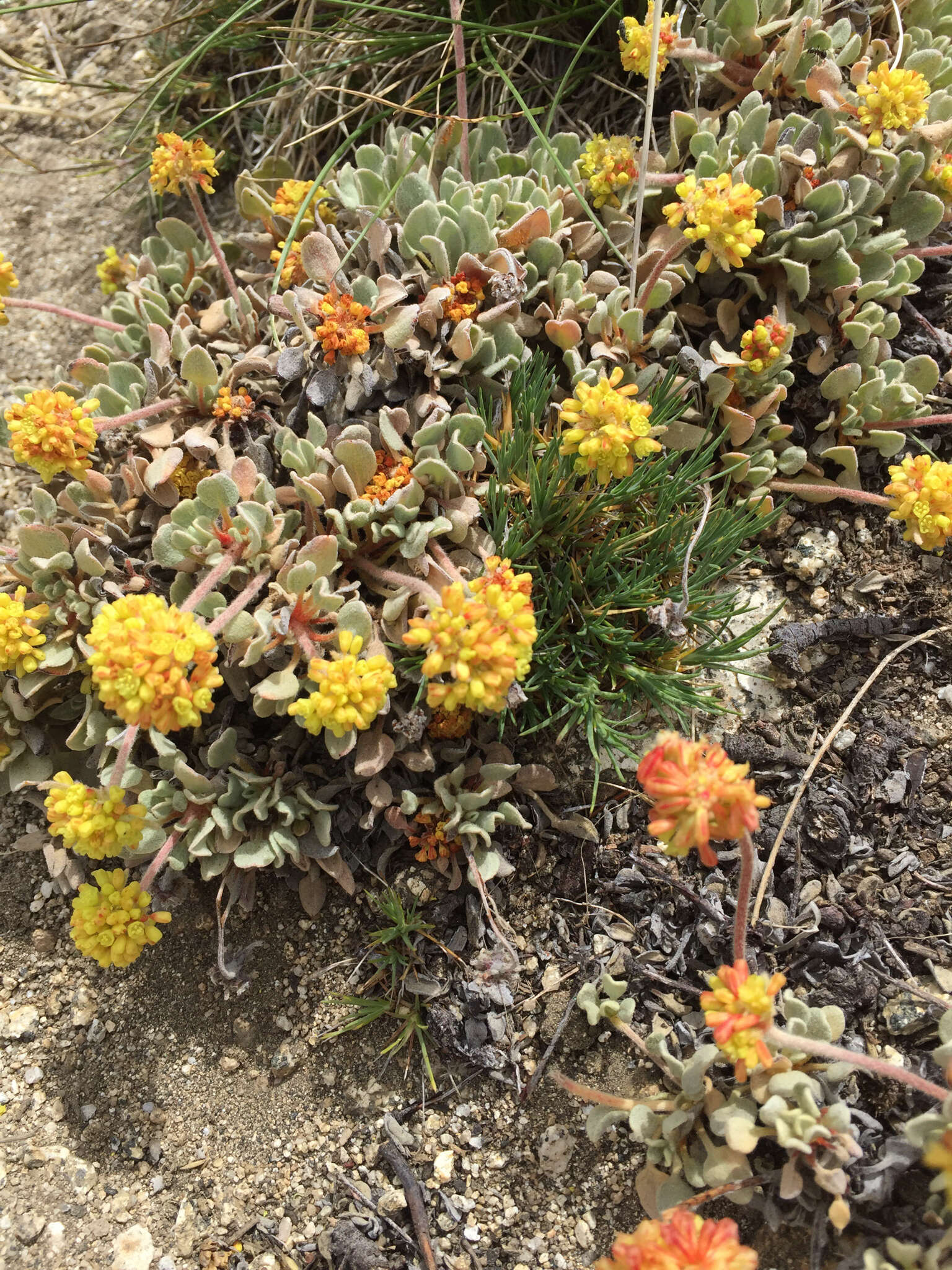 Imagem de Eriogonum diclinum Reveal