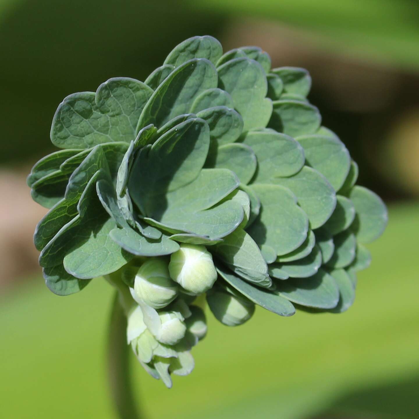 Image of Thalictrum aquilegiifolium