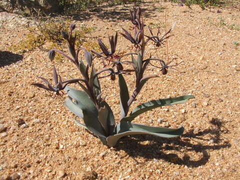 Image of Ornithoglossum viride (L. fil.) Dryand. ex W. T. Aiton