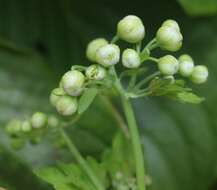 Image of Thalictrum aquilegiifolium