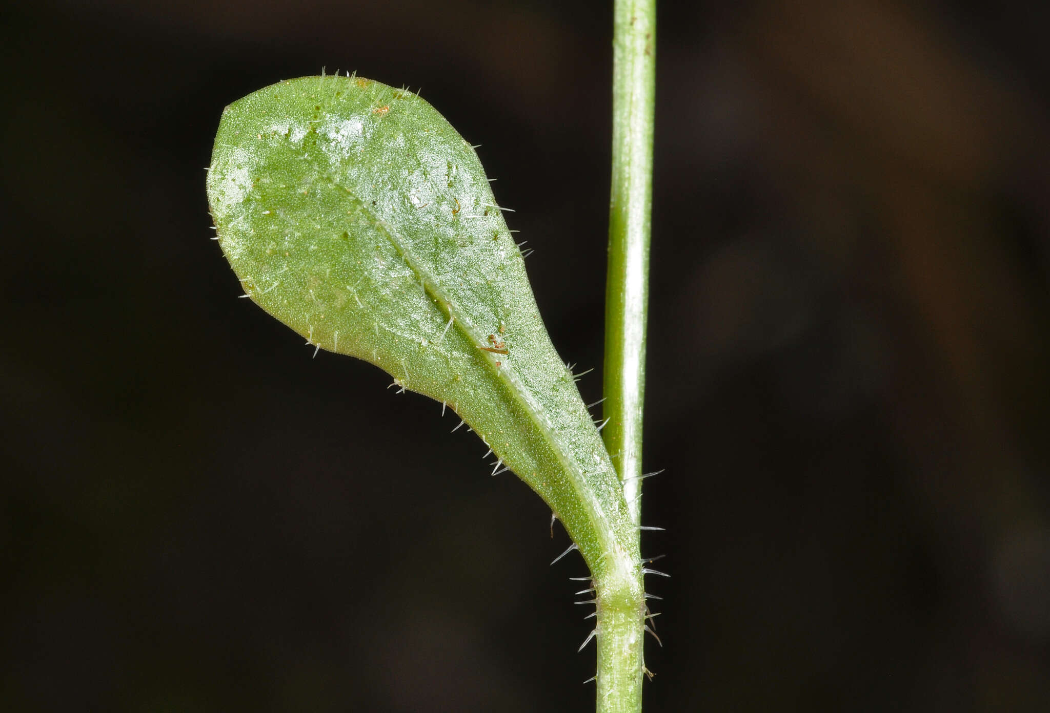 Image of Wahlenbergia rupestris G. Simpson