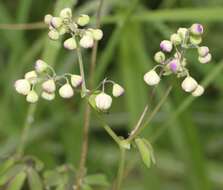 Image of Thalictrum aquilegiifolium